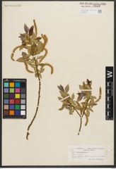 Foto von Salix triandra L.